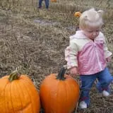 Country Apple Orchard photo