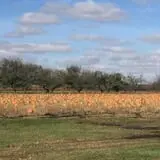 Country Apple Orchard photo