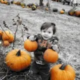 Country Apple Orchard photo