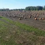 Country Apple Orchard photo