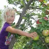 Country Apple Orchard photo