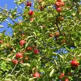Country Apple Orchard photo