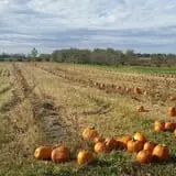 Country Apple Orchard photo