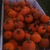Fischer Farms Pumpkin Patch & Corn Maze photo