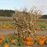 Fischer Farms Pumpkin Patch & Corn Maze photo