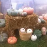 Fischer Farms Pumpkin Patch & Corn Maze photo