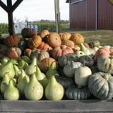 Fischer Farms Pumpkin Patch & Corn Maze photo