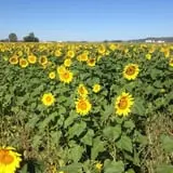 Fischer Farms Pumpkin Patch & Corn Maze photo