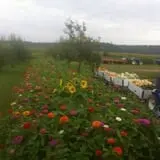 Fischer Farms Pumpkin Patch & Corn Maze photo