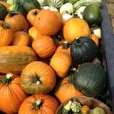 Fischer Farms Pumpkin Patch & Corn Maze photo