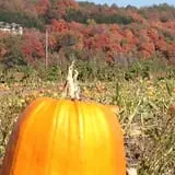 Fischer Farms Pumpkin Patch & Corn Maze photo