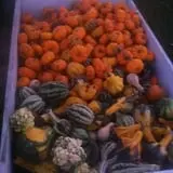 Fischer Farms Pumpkin Patch & Corn Maze photo