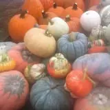 Fischer Farms Pumpkin Patch & Corn Maze photo
