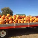 Fischer Farms Pumpkin Patch & Corn Maze photo