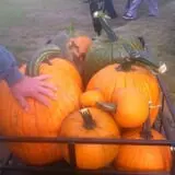 Fischer Farms Pumpkin Patch & Corn Maze photo