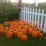 Fischer Farms Pumpkin Patch & Corn Maze photo