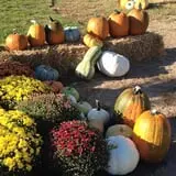 Fischer Farms Pumpkin Patch & Corn Maze photo