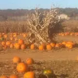 Fischer Farms Pumpkin Patch & Corn Maze photo