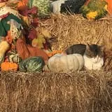 Fischer Farms Pumpkin Patch & Corn Maze photo