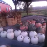 Fischer Farms Pumpkin Patch & Corn Maze photo