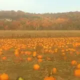 Fischer Farms Pumpkin Patch & Corn Maze photo