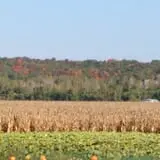 Fischer Farms Pumpkin Patch & Corn Maze photo