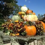Fischer Farms Pumpkin Patch & Corn Maze photo