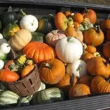 Fischer Farms Pumpkin Patch & Corn Maze photo