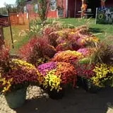 Fischer Farms Pumpkin Patch & Corn Maze photo