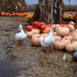 Fischer Farms Pumpkin Patch & Corn Maze photo