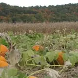 Fischer Farms Pumpkin Patch & Corn Maze photo