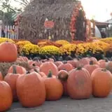 Fischer Farms Pumpkin Patch & Corn Maze photo