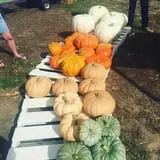 Fischer Farms Pumpkin Patch & Corn Maze photo