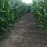 Fischer Farms Pumpkin Patch & Corn Maze photo