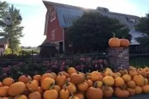 Thistledown Farm Pumpkin Patch