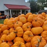 The Pumpkin Factory Corn Maze & Pumpkin Patch photo