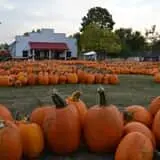 The Pumpkin Factory Corn Maze & Pumpkin Patch