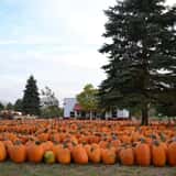 The Pumpkin Factory Corn Maze & Pumpkin Patch