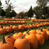 The Pumpkin Factory Corn Maze & Pumpkin Patch photo