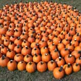 The Pumpkin Factory Corn Maze & Pumpkin Patch photo