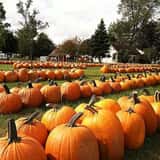 The Pumpkin Factory Corn Maze & Pumpkin Patch photo