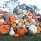 Mink and Walters Pumpkin Patch photo