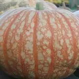 Mink and Walters Pumpkin Patch photo