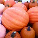 Mink and Walters Pumpkin Patch photo