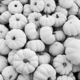 Mink and Walters Pumpkin Patch photo