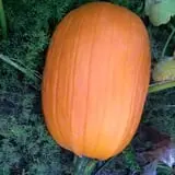 Mink and Walters Pumpkin Patch photo