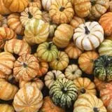 Mink and Walters Pumpkin Patch photo