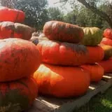 Mink and Walters Pumpkin Patch photo