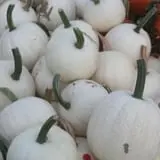 Mink and Walters Pumpkin Patch photo