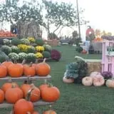 Mink and Walters Pumpkin Patch photo